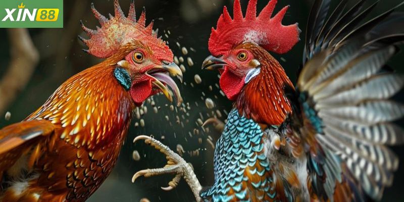 Đá gà xin88 là gì?